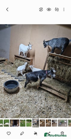 Goats livestock - Advert 1