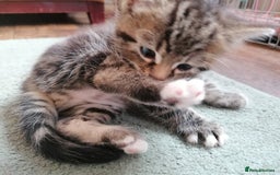 Domestic Shorthair cats for sale: Stunning kittens for sale  - Image 24