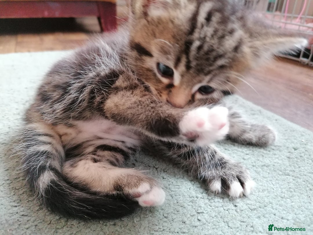 Domestic Shorthair cats for sale: Stunning kittens for sale  - Image 24