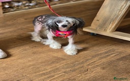 Chinese Crested dogs for sale: Adult HHL Chinese Crested Girl & PP Girl  - Image 2