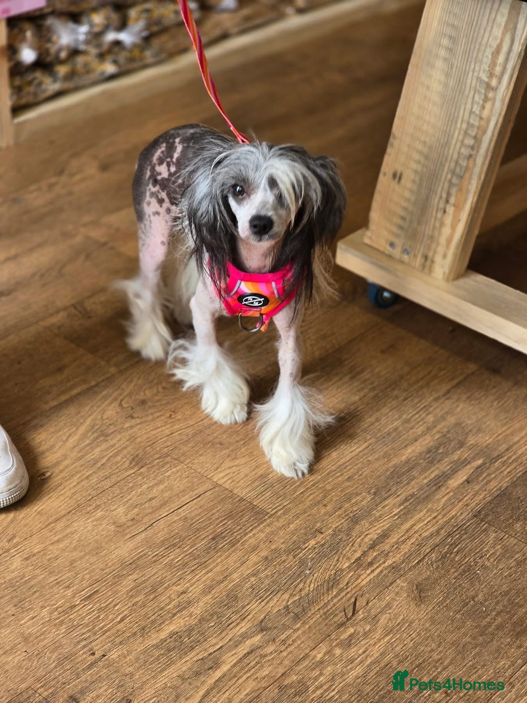 Chinese Crested dogs for sale: Adult HHL Chinese Crested Girl & PP Girl  - Image 2