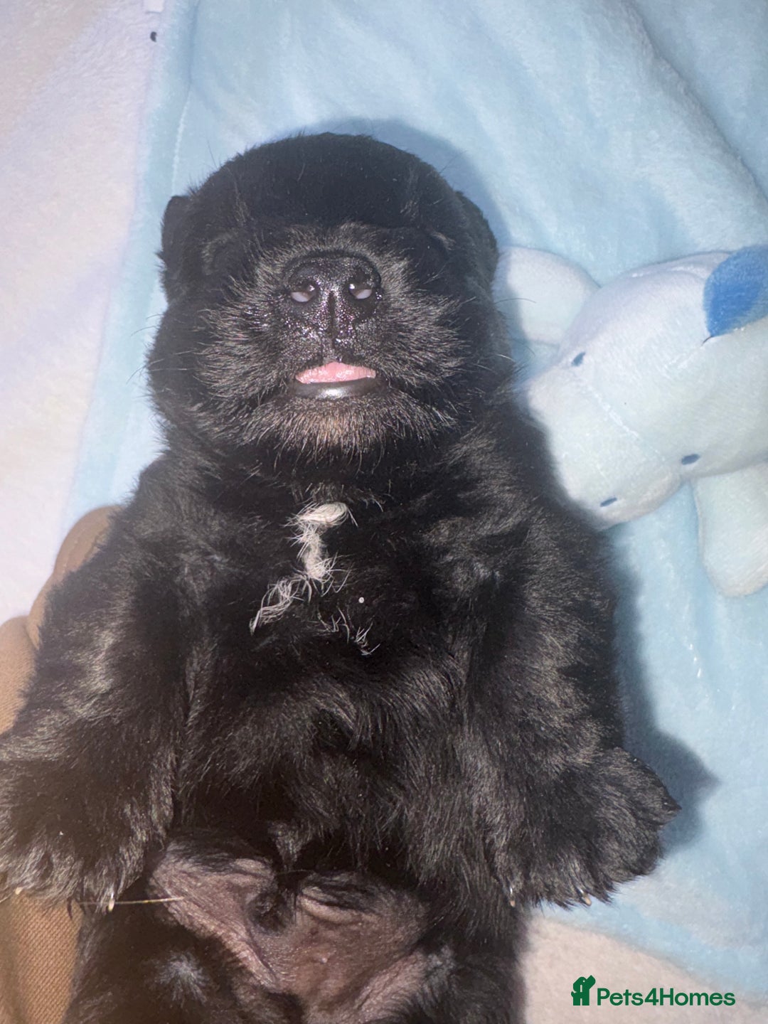 Scottish Terrier dogs for sale: Beautiful Scottish terrier puppy  - Advert 7