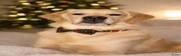 Golden Retriever dogs for stud: KC Registered Golden Retreiver for stud - Advert 2