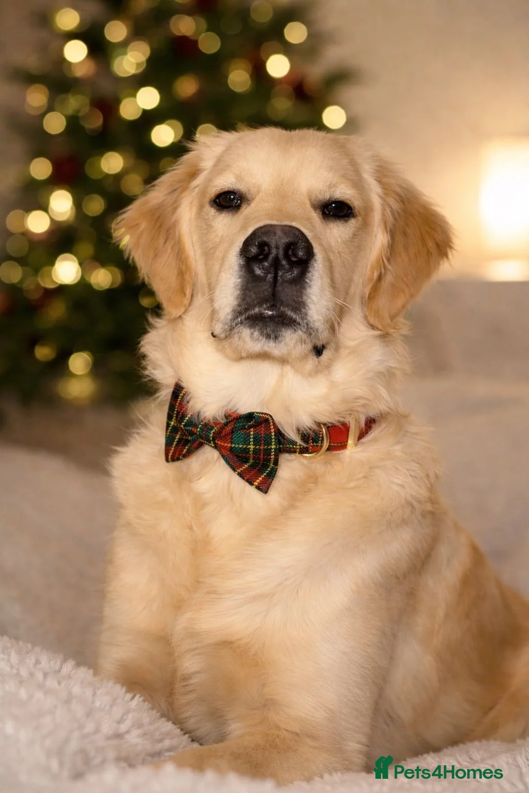 Golden Retriever dogs for stud: KC Registered Golden Retreiver for stud - Advert 2