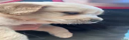 Golden Retriever dogs for sale: Lovley golden retriever puppy’s  - Advert 3