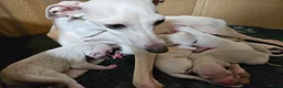 Italian Greyhound dogs for sale: 🤍 KC Registered Italian Greyhound Puppies 🤍 - Advert 4