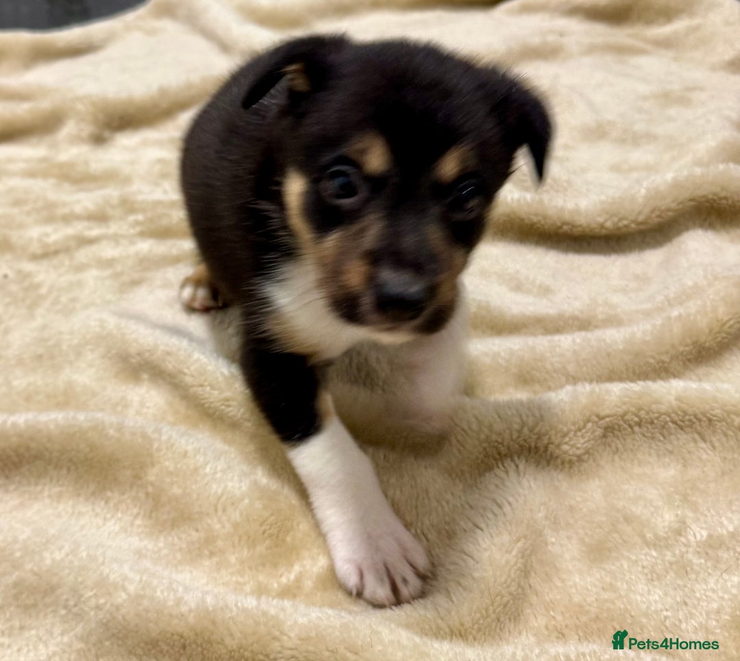 Border Collie dogs for sale: Border Collie Puppies  - Advert 3