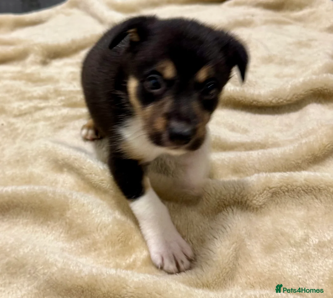 Border Collie dogs for sale: Border Collie Puppies (Sold) - Advert 5