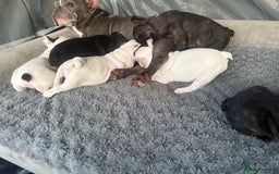 French Bulldog dogs for sale: French Bulldog Puppies - Image 20