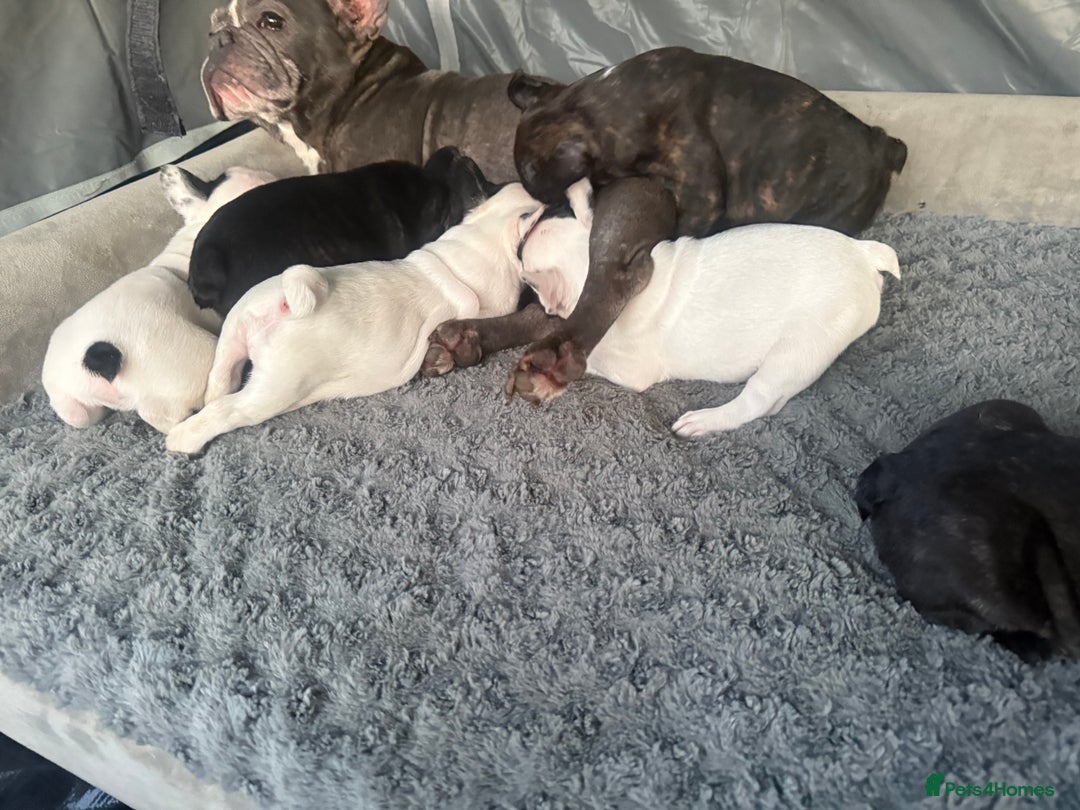French Bulldog dogs for sale: French Bulldog Puppies - Image 20
