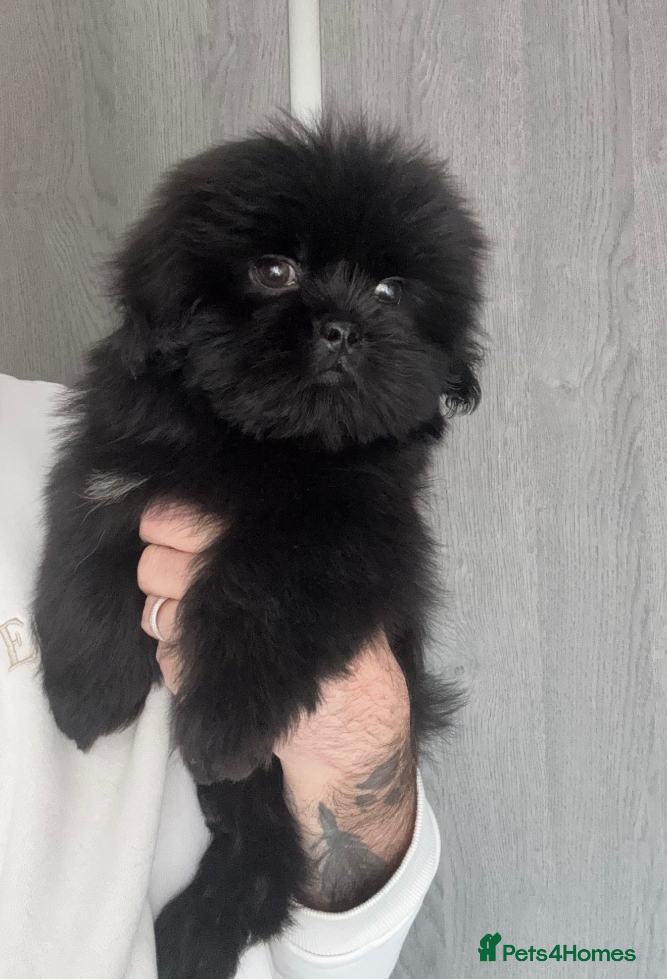 Shih Tzu dogs ❤️Stunning Black Shih Tzu Puppies💚 - Advert 5