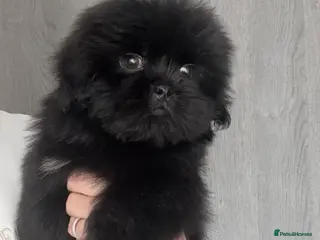 Shih Tzu dogs ❤️Stunning Black Shih Tzu Puppies💚 - Advert 5