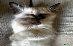 Ragdoll cats for sale: Beautiful Chocolate point Ragdoll kittens  - Image 14