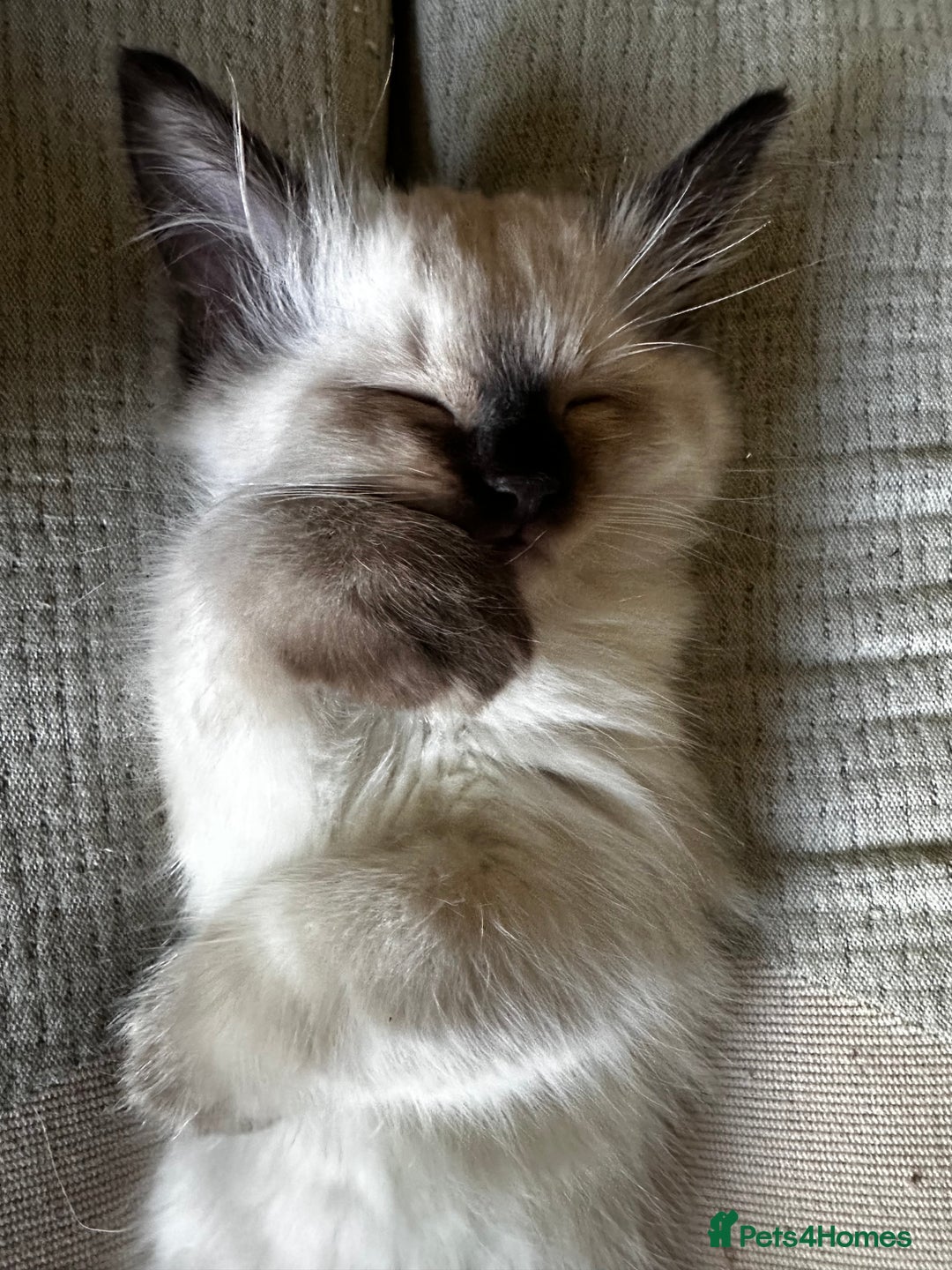 Ragdoll cats for sale: Beautiful Chocolate point Ragdoll kittens  - Image 14
