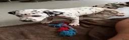 Dalmatian dogs for sale: RKG Dalmatian pups ready this weekend  - Advert 16