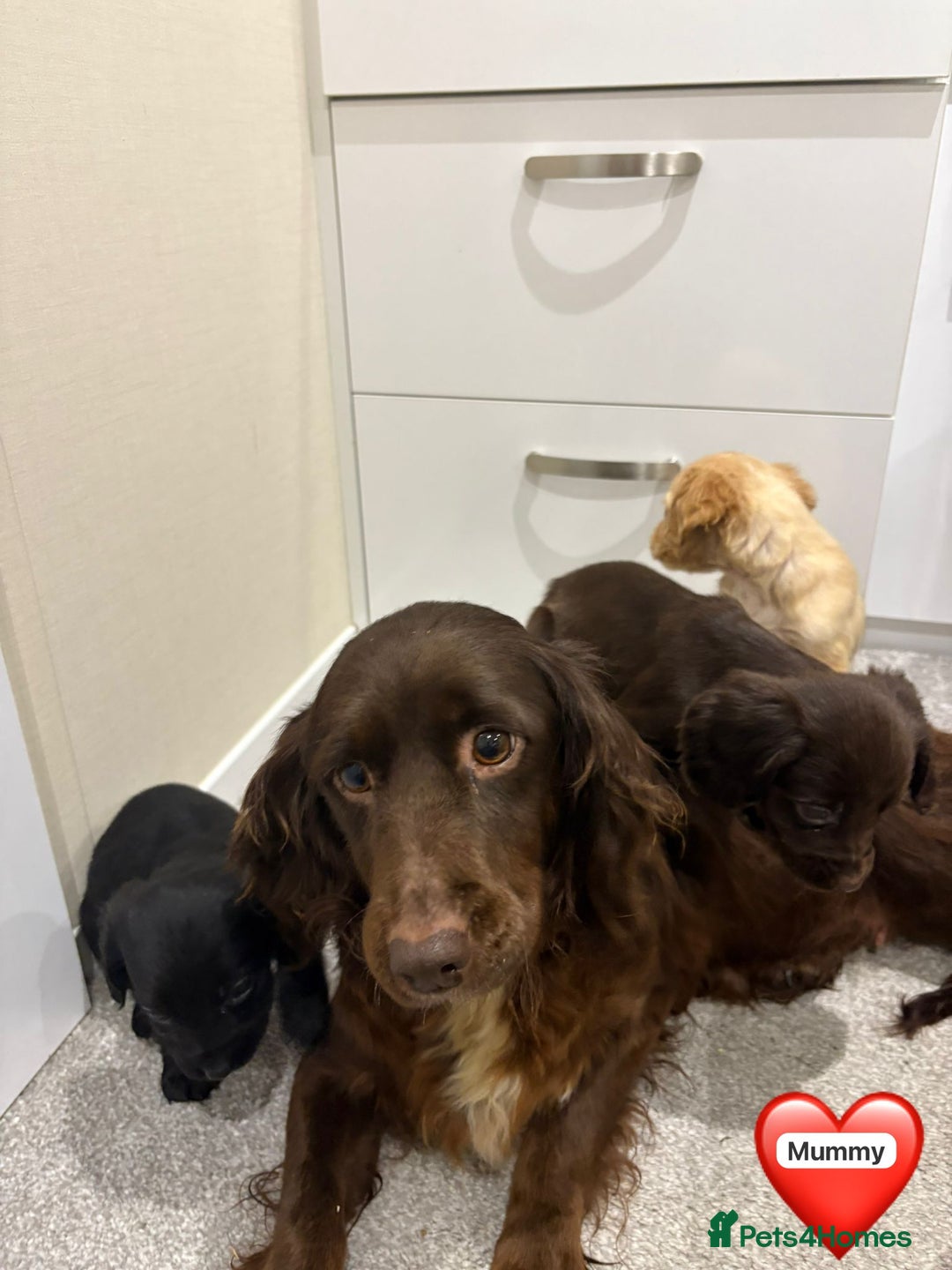 Cocker Spaniel dogs for sale: Cocker spaniel puppies ready to leave  - Advert 2