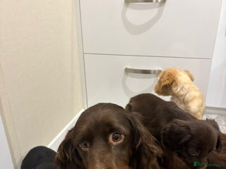 Cocker Spaniel dogs Cocker spaniel puppies ready to leave - Advert 4