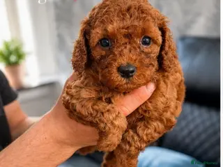 Cavapoo dogs Adorable Cavapoo Pups🧸✨ - Advert 1