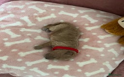 Cockapoo dogs for sale: 🌸3 gorgeous Chunky Cockapoos 🌸 - Image 23