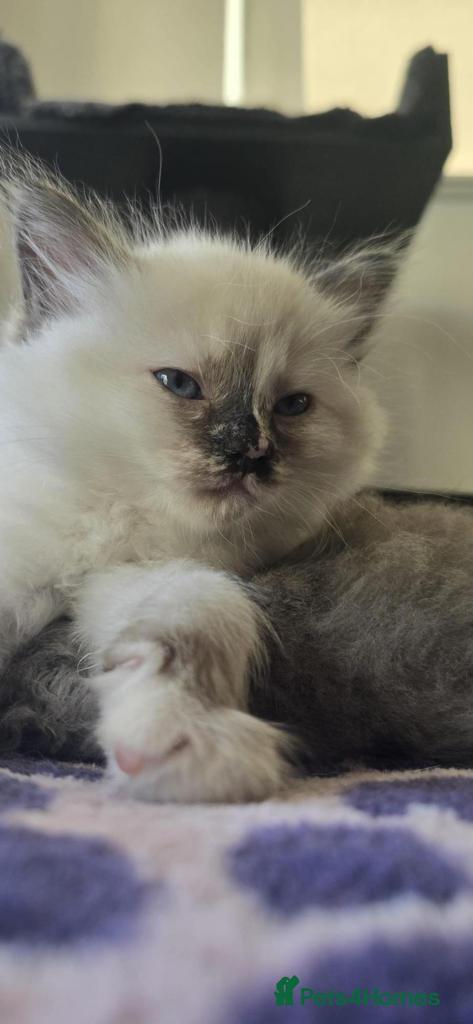 Mixed Breed cats Ragdoll/Siberian mix kittens - Advert 1