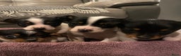Jack Russell dogs for sale: My beautiful Jack Russell puppies available - Advert 3