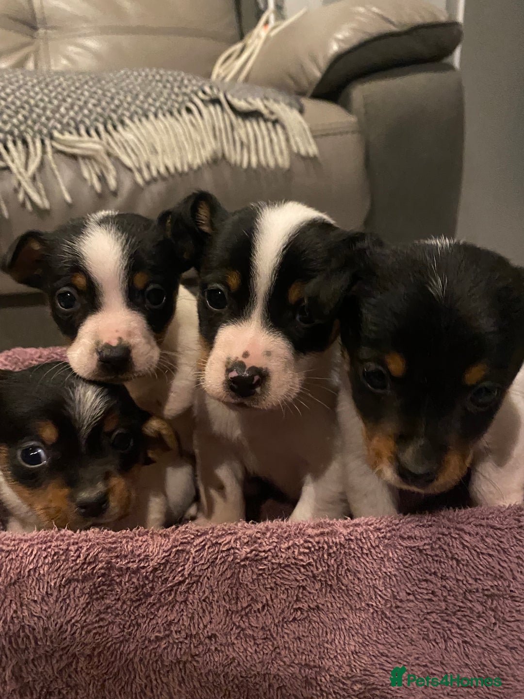 Jack Russell dogs for sale: My beautiful Jack Russell puppies available - Advert 3