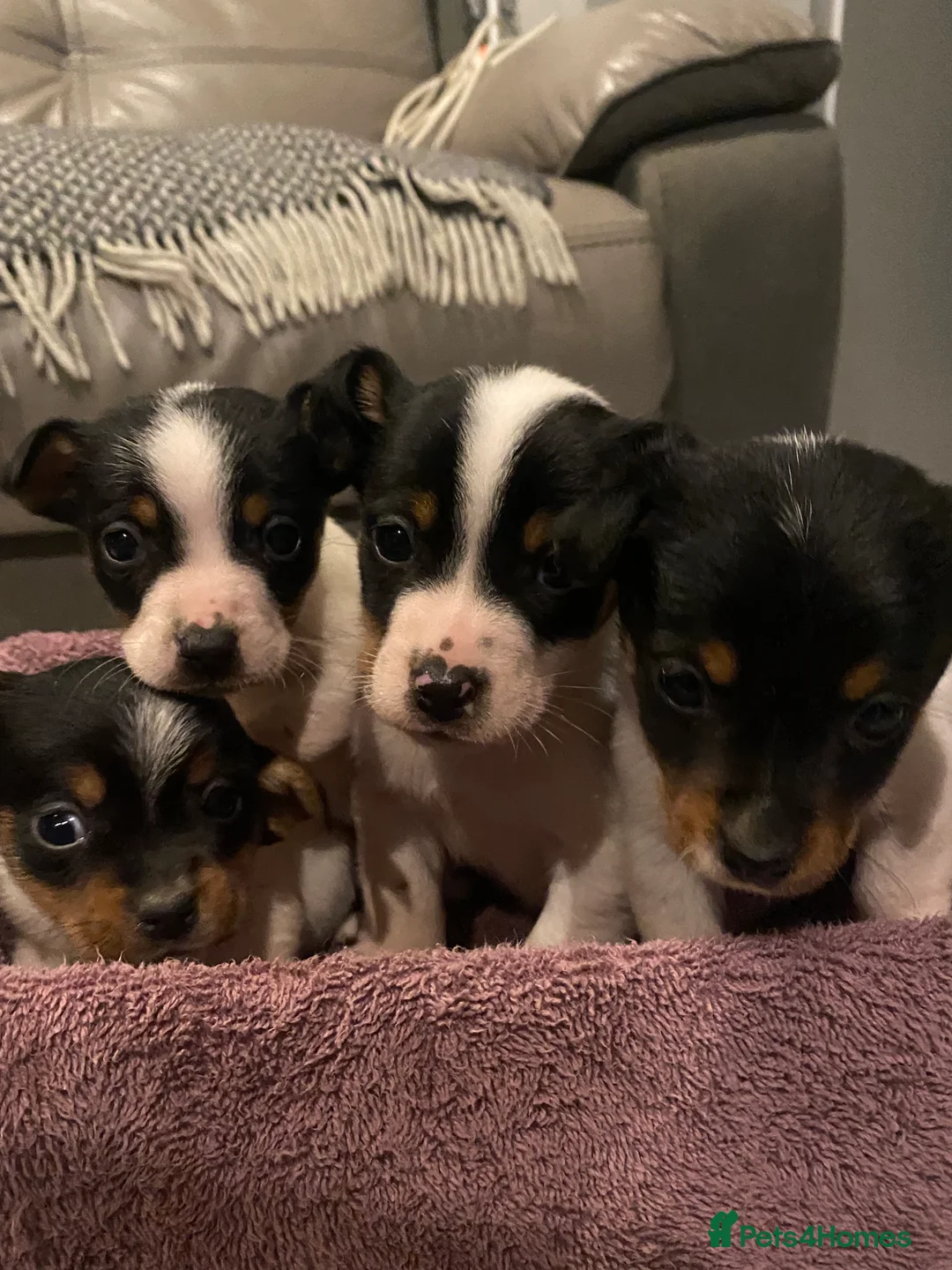 Jack Russell dogs for sale: My beautiful Jack Russell puppies available - Advert 3