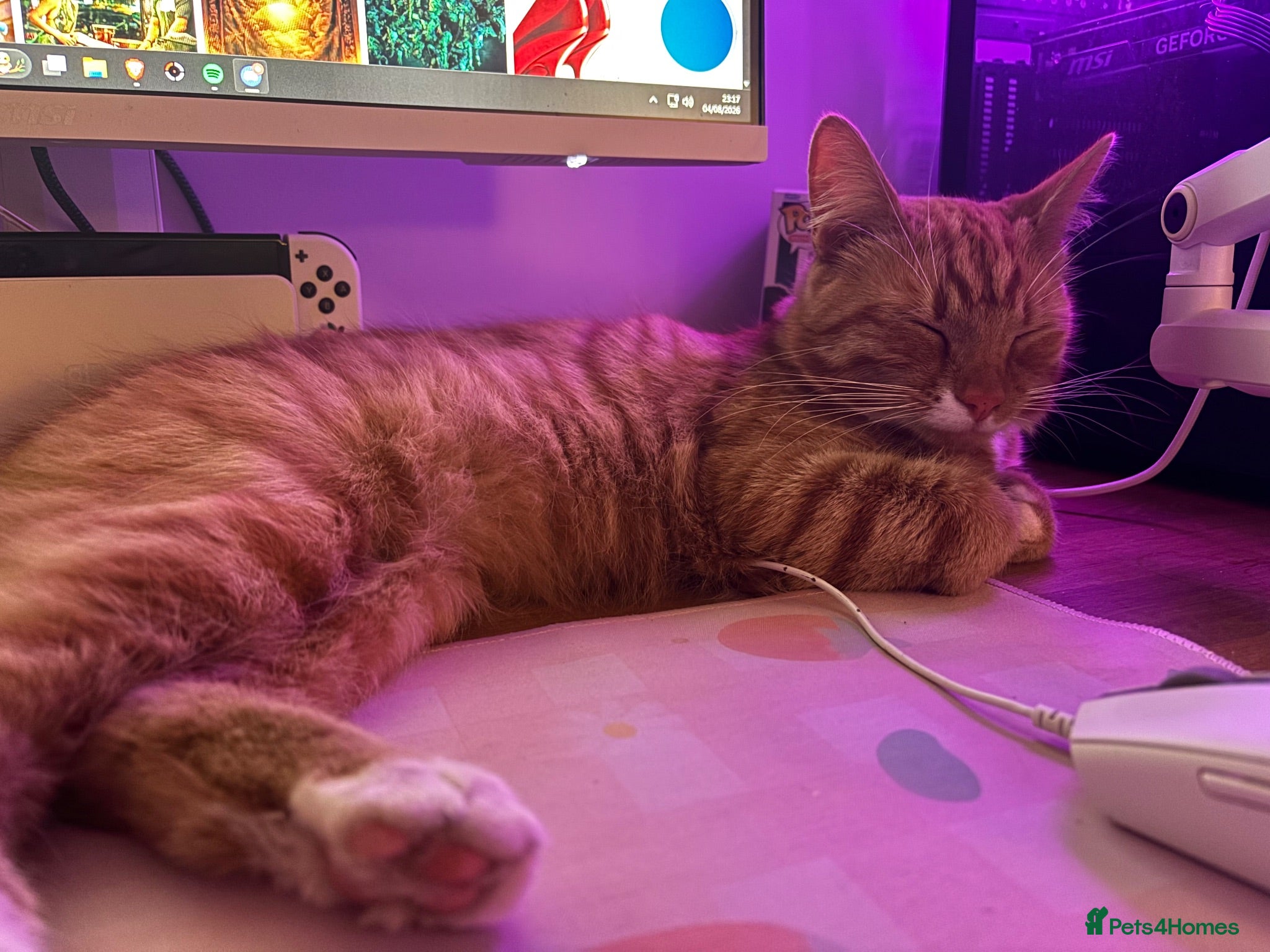 Mixed Breed cats 1yr old neutered ginger boy - Advert 5