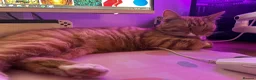 Mixed Breed cats for sale: 1yr old neutered ginger boy in Wymondham - Advert 1