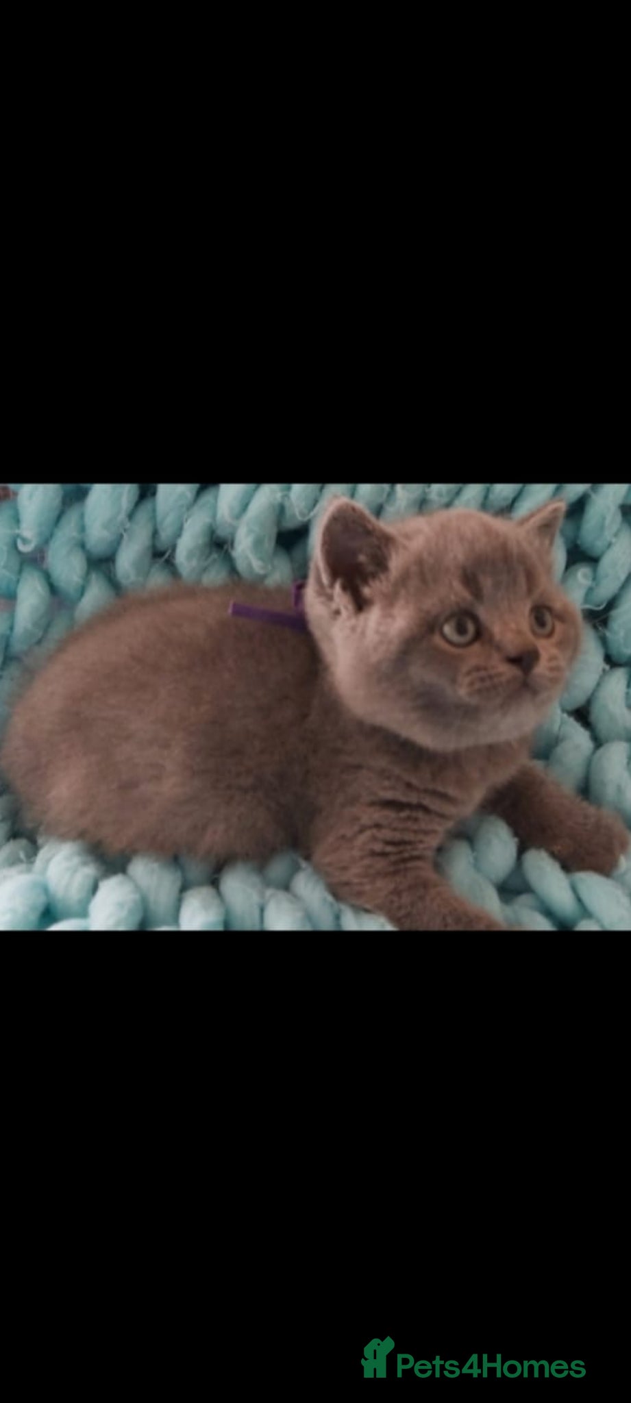 British Shorthair cats Beautiful Pedigree British Shorthair kittens  - Advert 8