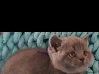 British Shorthair cats Beautiful Pedigree British Shorthair kittens - Advert 5