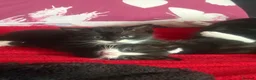 Mixed Breed cats for sale: Mixed breed kittens  - Advert 2
