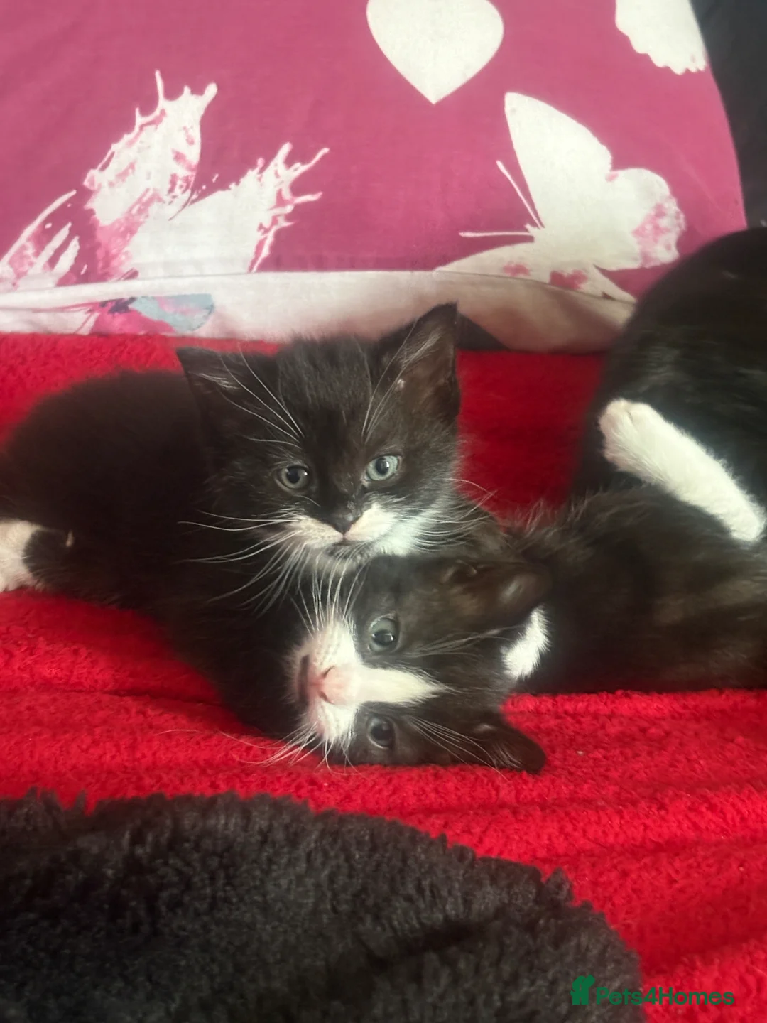 Mixed Breed cats for sale: Mixed breed kittens  - Advert 2
