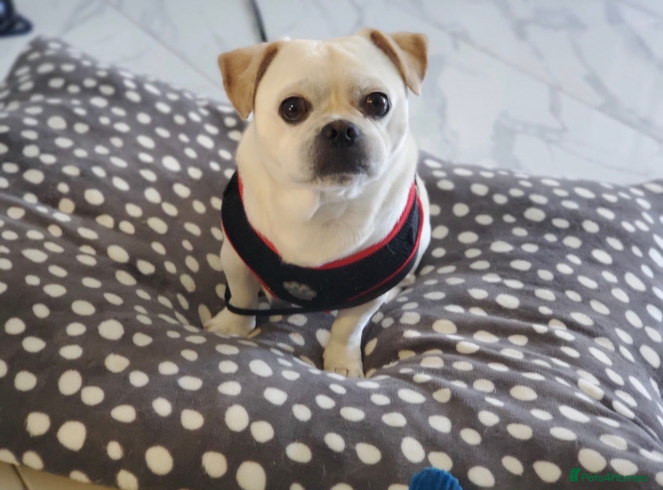 Jug dogs Bruno the Jug - Advert 3