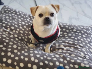 Jug dogs Bruno the Jug - Advert 3