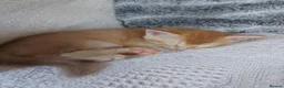 Mixed Breed cats for sale: Gorgeous Kittens  - Advert 6