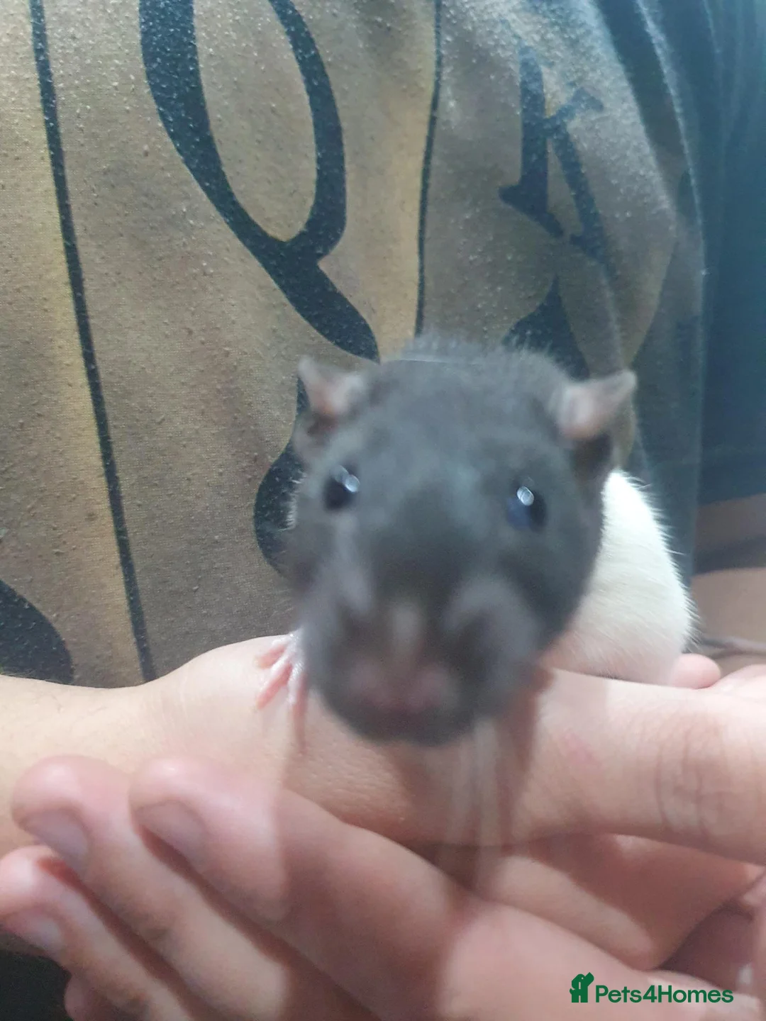 Rat rodents for sale: 2 girlies available  - Advert 1