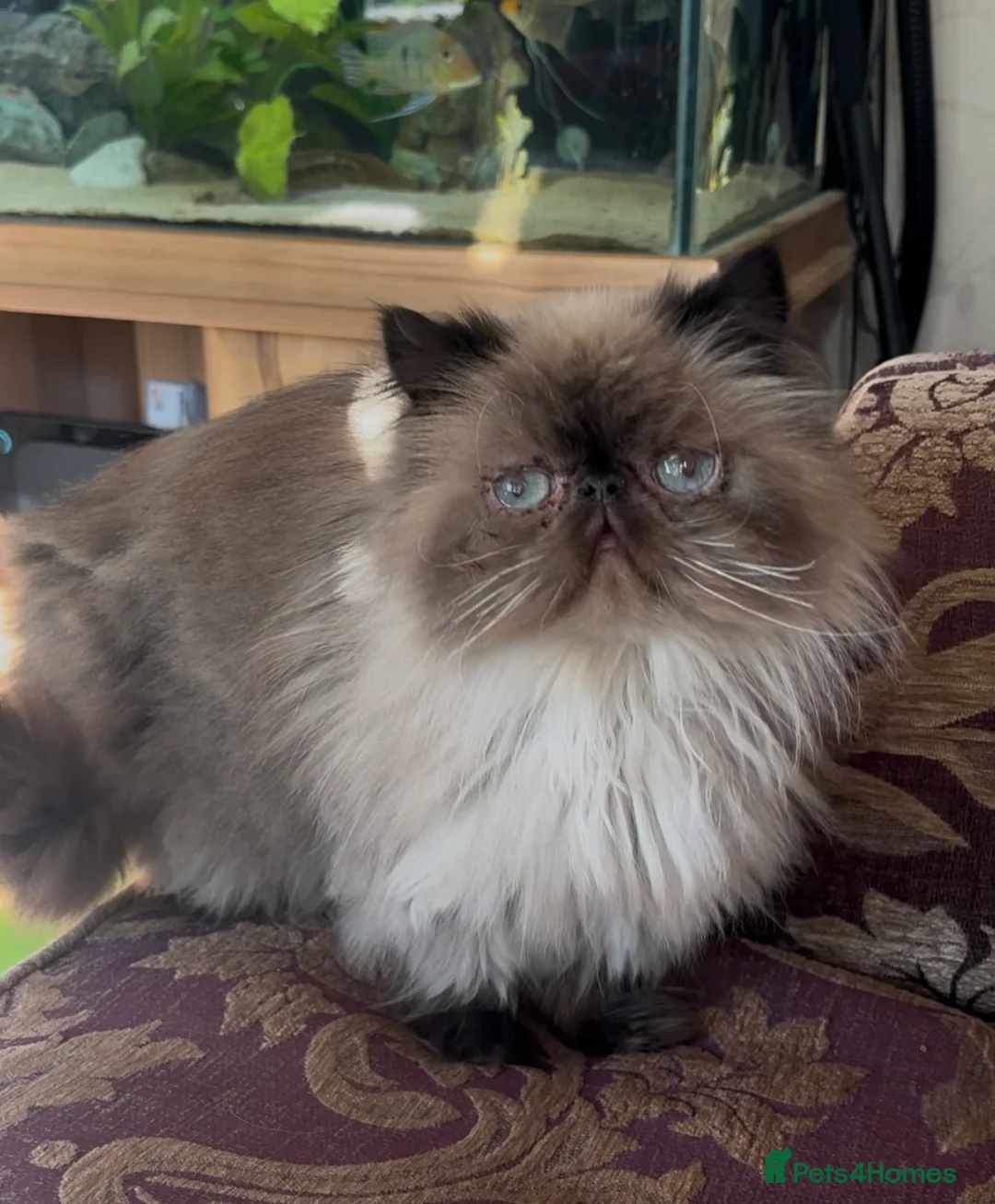 Persian cats for sale: Kaleb the cuddly Persian in Blackpool - Advert 2