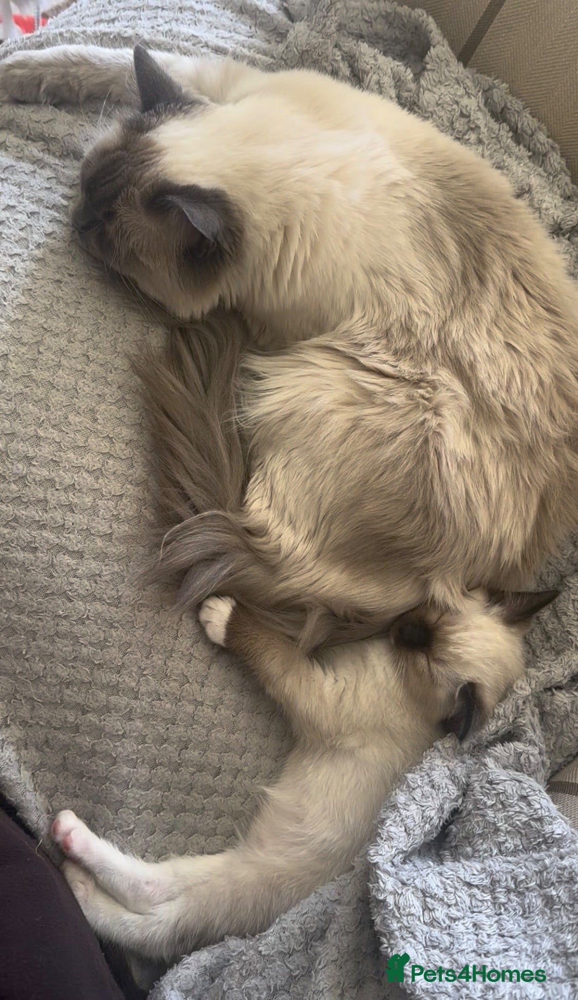 Siamese cats PLAYFUL LOVING CURIOUS SIAMESE GIRL BLUE EYES - Advert 1