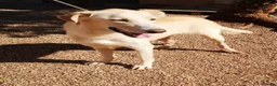 Mixed Breed dogs for adoption: 🐾💔 Yogui Needs a Home 💔🐾 - Advert 4