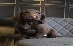 Cocker Spaniel dogs for sale: Cocker Spaniel Puppies Ready To Go!  - Image 2