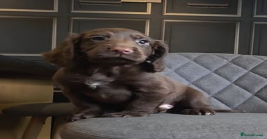 Cocker Spaniel dogs - Advert 5