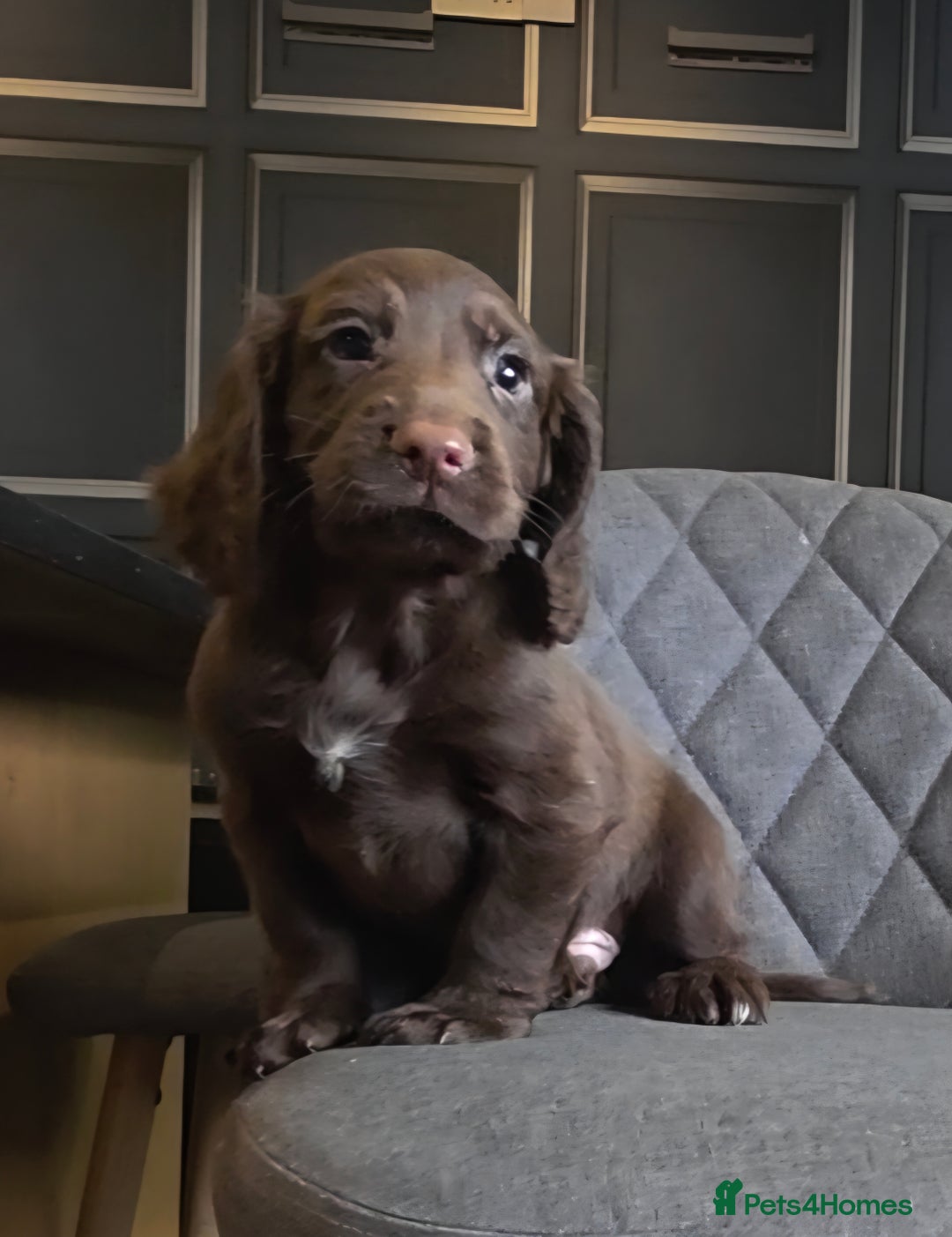 Cocker Spaniel dogs for sale: Cocker Spaniel Puppies Ready To Go!  - Image 2