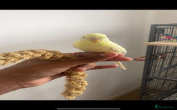 Budgerigars birds for sale: 2 budgies and all accessories/equipment   - Image 3