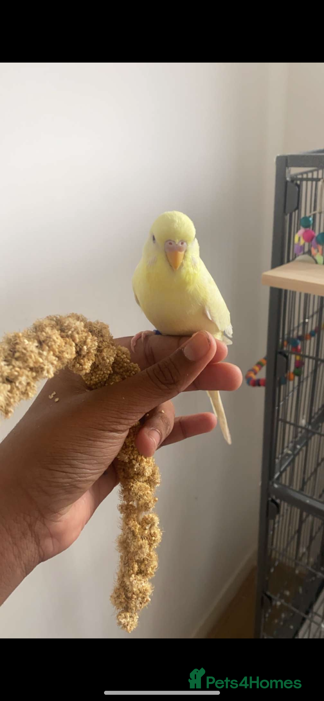 Budgerigars birds for sale: 2 budgies and all accessories/equipment   - Image 3