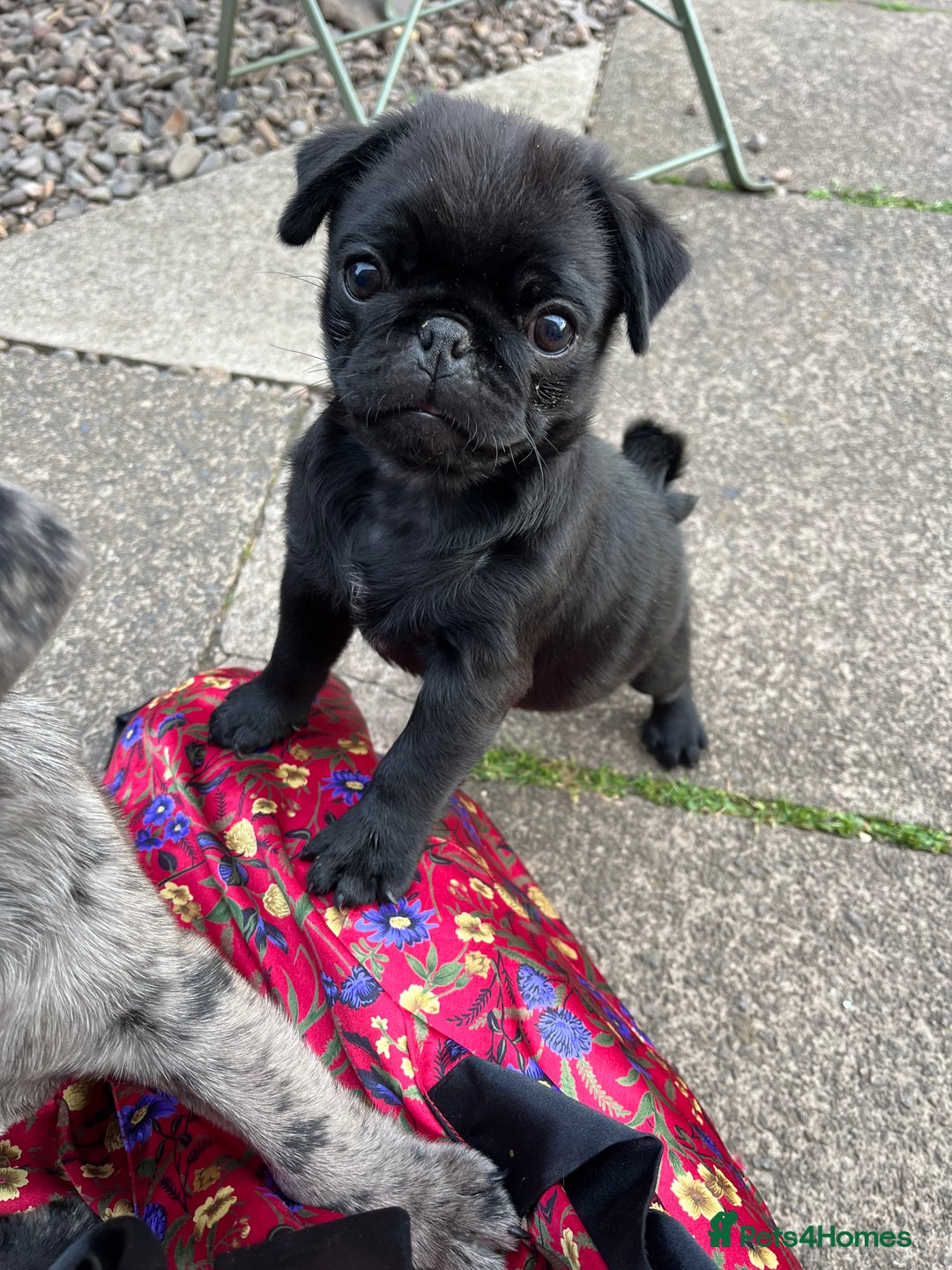 Pug dogs for sale: Last Merle boy, price reduced again! - Image 15