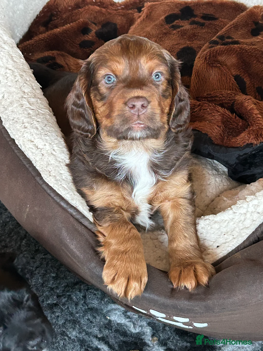 Mixed Breed dogs for sale: F1b Cocker Tzu Puppies - Advert 1