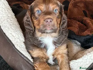 Mixed Breed dogs F1b Cocker Tzu Puppies - Advert 1