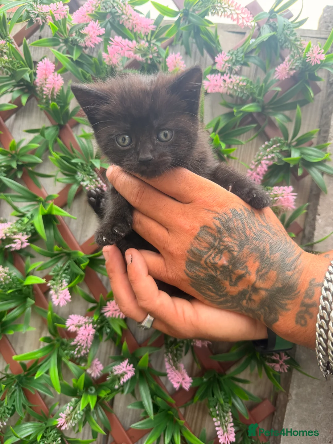 Mixed Breed cats for sale: Kittens  - Advert 4