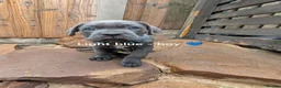 Cane Corso dogs for sale: Blue cane corso puppies  - Advert 15